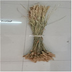 5usd Ngryise 50Pcs A Set dry decoration bunny tail grass 60-70cm length