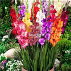 10usd Prodgf 50pcs Gladiolus flower bulbs home