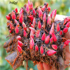 18usd Prodgf 10Pcs A Set Paeonia lactiflora bulb
