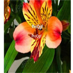19usd Ngryise 30Pcs A Set leopard style lily flower bulb