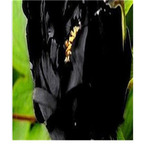 39usd Prodgf 20Pcs A Set black Paeonia lactiflora Peony Flower Bulb