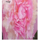 39usd Prodgf 20Pcs A Set pink Paeonia lactiflora Peony Flower Bulb
