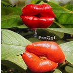 69usd Prodgf 50Pcs A Set psychteria elata seed