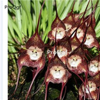 69usd Prodgf 50Pcs A Set dracula simia racha seed