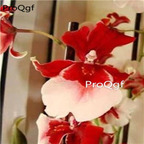 69usd Prodgf 50Pcs A Set vuylstekeara orchid seed