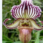 69usd Prodgf 50Pcs A Set paphiopedilum orchid seed