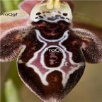 69usd Prodgf 50Pcs A Set ophrys ariadnae orchid seed