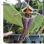 69usd Prodgf 50Pcs A Set mermaid orchid seed