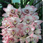 69usd Prodgf 50Pcs A Set white with pink edge orchid seed