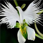 69usd Prodgf 50Pcs A Set japanese egret orchid seed