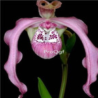 69usd Prodgf 50Pcs A Set peruvian orchid seed