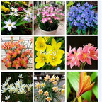 39usd prodgf 30pcs Zephyranthes grandiflora flower root