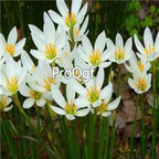39usd prodgf 30pcs white color Zephyranthes grandiflora flower root
