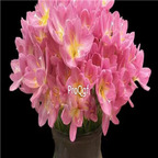 39usd prodgf 30pcs pink color Zephyranthes grandiflora flower root