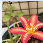 39usd prodgf 30pcs red gold color Zephyranthes grandiflora flower root