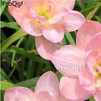 39usd prodgf 30pcs light pink color Zephyranthes grandiflora flower root