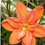 39usd prodgf 30pcs orange color Zephyranthes grandiflora flower root