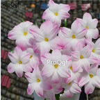 39usd prodgf 30pcs white with pink edge Zephyranthes grandiflora flower root