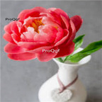 39usd Prodgf 2000Pcs A Set coral charm red Paeonia peony flower seed