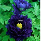 39usd Prodgf 2000Pcs A Set dark devil blue Paeonia peony flower seed