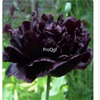 39usd Prodgf 2000Pcs A Set dark rare purple Paeonia peony flower seed
