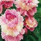 39usd Prodgf 2000Pcs A Set sorbet robin Paeonia peony flower seed