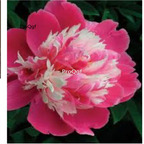 39usd Prodgf 2000Pcs A Set dark pink white Paeonia peony flower seed