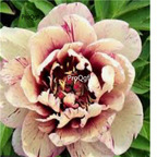 39usd Prodgf 2000Pcs A Set devil red beige edge Paeonia peony flower seed