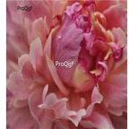 39usd Prodgf 2000Pcs A Set fragrant pink Paeonia peony flower seed