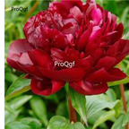 39usd Prodgf 2000Pcs A Set armani red Paeonia peony flower seed