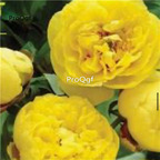 39usd Prodgf 2000Pcs A Set double yellow Paeonia peony flower seed