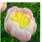 39usd Prodgf 2000Pcs A Set pink with yellow heart Paeonia peony flower seed