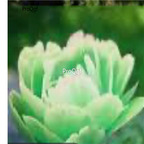 39usd Prodgf 2000Pcs A Set giant rare green Paeonia peony flower seed