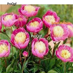 39usd Prodgf 2000Pcs A Set bowl of beauty Paeonia peony flower seed