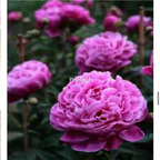 39usd Prodgf 2000Pcs A Set tinka philips Paeonia peony flower seed