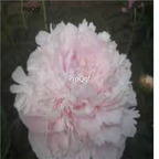 39usd Prodgf 2000Pcs A Set truth clay pink Paeonia peony flower seed