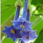 39usd Prodgf 8000Pcs A Set blue mandala flower seed