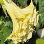 39usd Prodgf 8000Pcs A Set yellow mandala flower seed