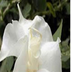 39usd Prodgf 8000Pcs A Set pure white mandala flower seed