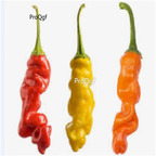 39usd Prodgf 9000Pcs A Set joe pepper vegetable seed