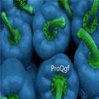39usd Prodgf 9000Pcs A Set sky blue round bell pepper vegetable seed