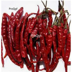 39usd Prodgf 9000Pcs A Set teja indian pepper vegetable seed
