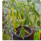 39usd Prodgf 9000Pcs A Set corbaci pepper vegetable seed