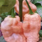 39usd Prodgf 9000Pcs A Set jay peach ghost scorpion pepper vegetable seed