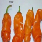 39usd Prodgf 9000Pcs A Set orange peter pepper vegetable seed
