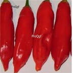 39usd Prodgf 9000Pcs A Set aji magyar pepper vegetable seed