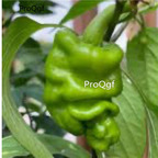 39usd Prodgf 9000Pcs A Set zhoupi screw pepper vegetable seed