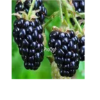 19usd Prodgf 3000Pcs A Set Raspberry Blackberry seed