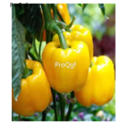 19usd Prodgf 6000Pcs A Set choice Ornamental Pepper