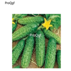19usd Prodgf 3000Pcs A Set Rare Gherkin Cucumber seed